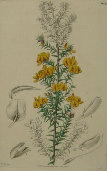 Australian Botanicals, Curtis